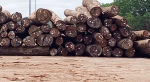 L’ambition industrielle au cœur de l’Afrique : Félix Tshisekedi sous le charme du modèle de Nkok 80 Screenshot 20260817 155623